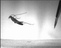 蟑螂会跳高谁也拦不住 能跳跃其体长50倍