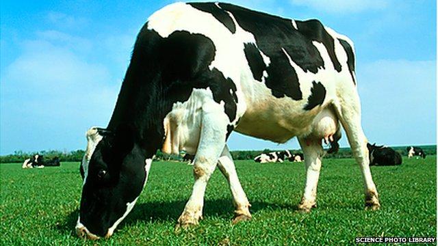 中国科学家培育出抗肺结核病毒的转基因奶牛