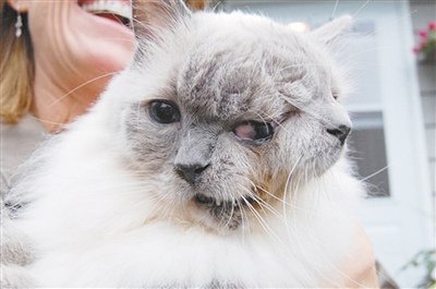 吉尼斯世界纪录寿命最长"双头"猫活12岁