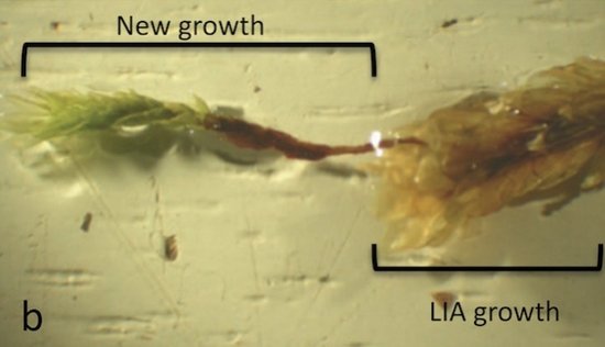 400年前冰冻于冰川下的苔藓植物再次复活