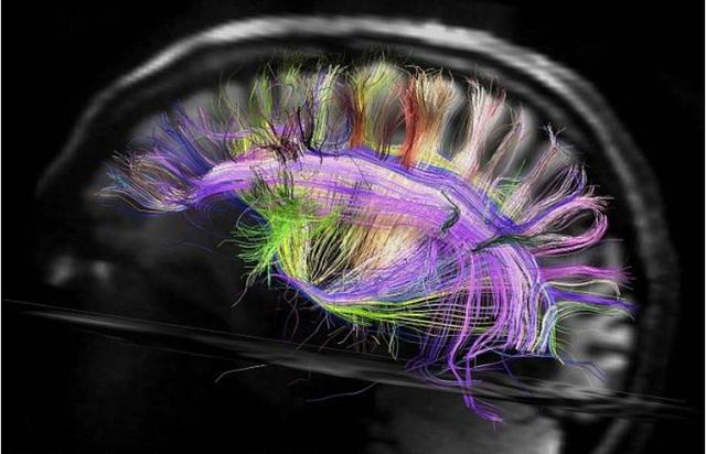 头脑大爆炸:人类如何进化出了超级大脑?