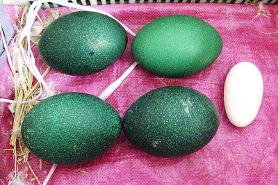 农民买的食用澳洲鸵鸟下蛋 孵出5只小鸵鸟