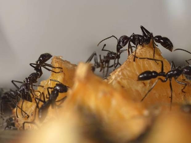 蚂蚁觅食时的信息处理效率远超谷歌