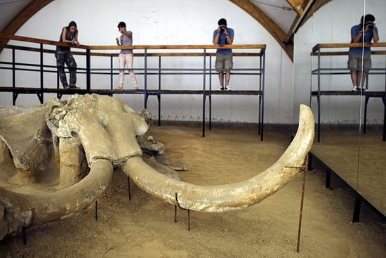科学家首次发现猛犸活细胞 复活猛犸新曙光