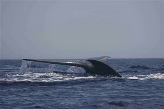 澳科学家用军事科技定位数百公里外蓝鲸歌声