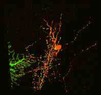 华人科学家发明出一项研究大脑的新技术(图)