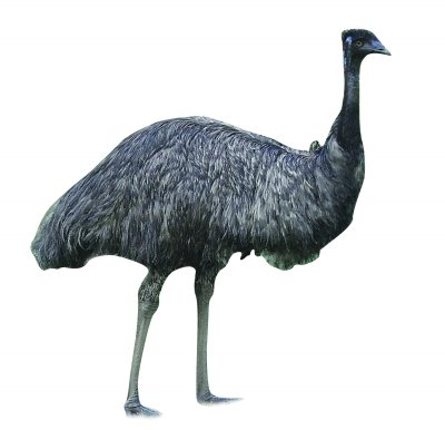 农民买的食用澳洲鸵鸟下蛋 孵出5只小鸵鸟