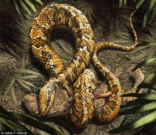 科学家找到蛇是从蜥蜴进化而来的证据