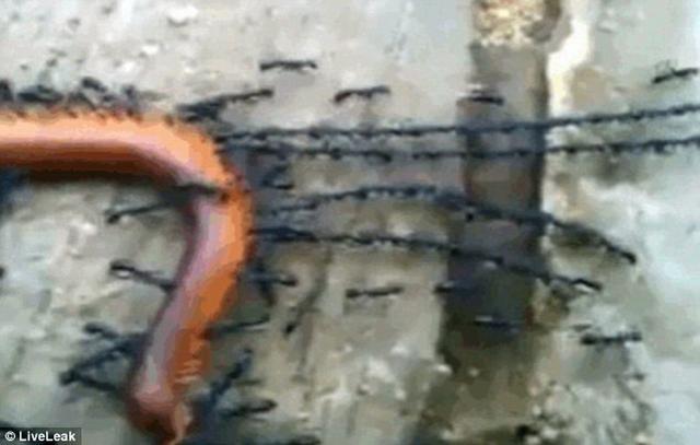 奇特蚂蚁首尾相连 共同托运大型猎物