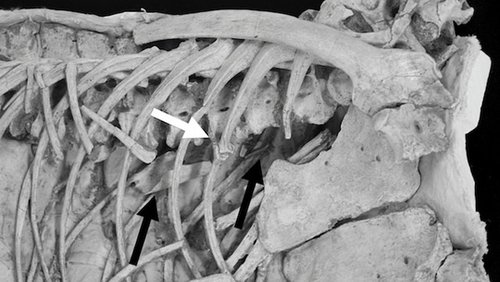 驰龙骨骼化石消化道中发现翼龙骨骼残片