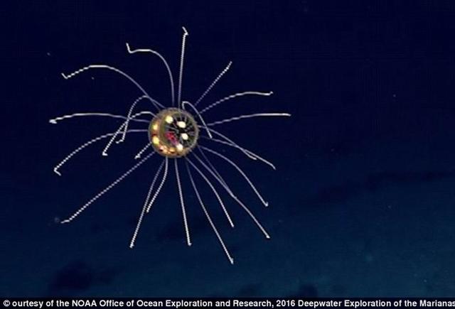 马里亚纳海沟底部发现神秘球状水母新物种