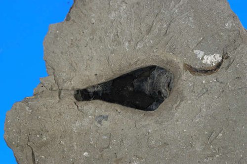 英国发现1.6亿年前头足动物汁囊化石(图)