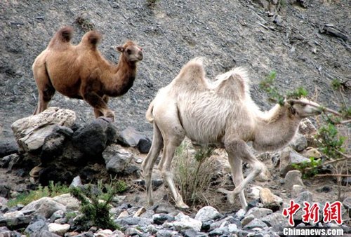 新疆天山南麓首次发现5只野骆驼种群