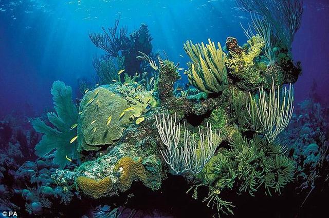 海洋生态系统将面临不可逆转的恶化