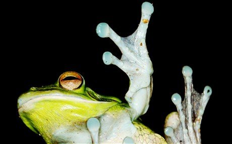 科学家发现青蛙皮肤提取物可抑制癌细胞生长_科技