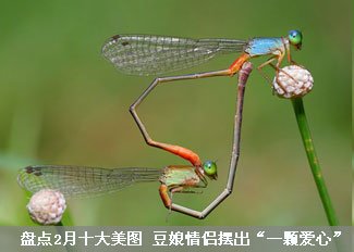 豆娘情侣摆出“一颗爱心”