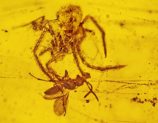 白垩纪琥珀中发现最古老的蜘蛛捕食黄蜂场景