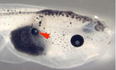 科学家计划利用生物电进行器官再造实验