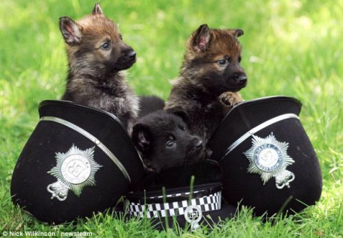 [动物世界]缉毒犬幼崽训练闲暇玩警帽 表情憨态可掬