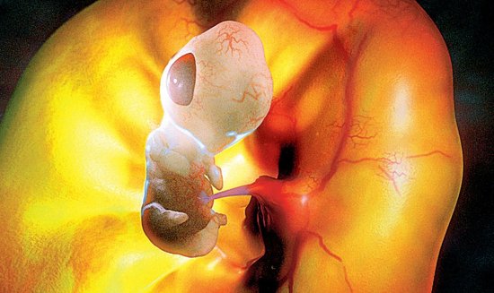 揭秘胚胎头部形成过程 干细胞懂流体力学(图)_科技