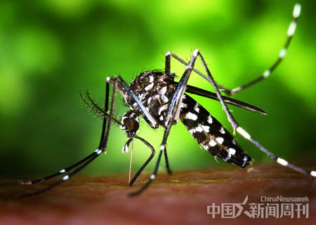 释放转基因蚊子引发疑虑 或带来广泛生态后果