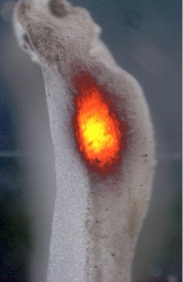 科学家计划利用生物电进行器官再造实验