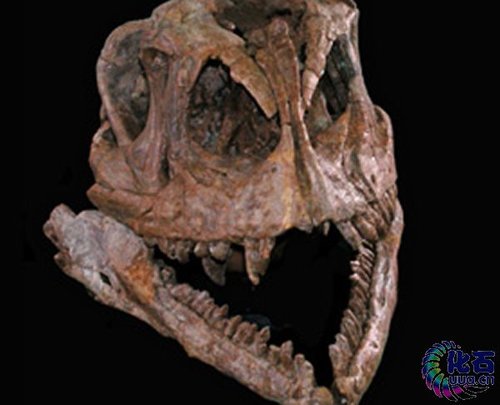 中国发现蜥脚类恐龙祖先 进化中扮演重要角色