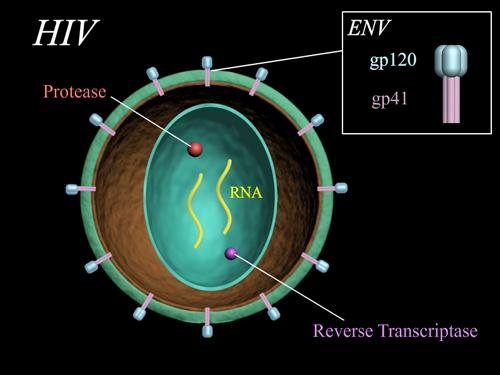 艾滋病病毒(HIV)变异快!潜伏期长!_科技_腾讯网