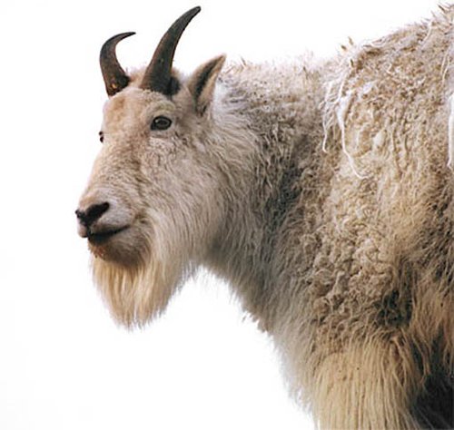 山羊跟山羊之间的沟通原来也有"南腔北调"