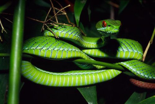 东南亚发现新型蛇种 拥有碧绿皮肤红宝石眼睛