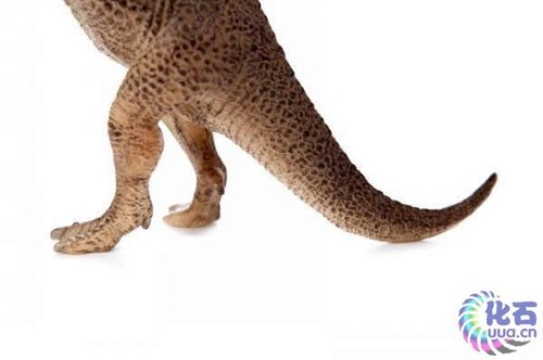 霸王龙的大尾巴让它在恐龙时代所向披靡(图)