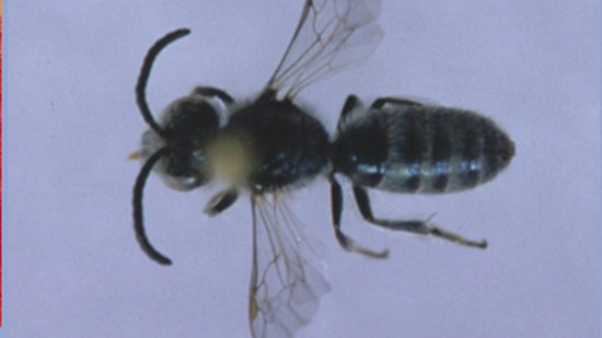纽约发现芝麻粒大小的蜜蜂 靠舔食汗水生存