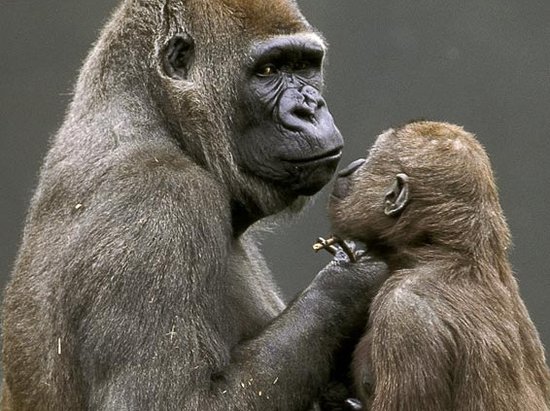 成年大猩猩会“婴儿语” 与猩猩宝宝沟通