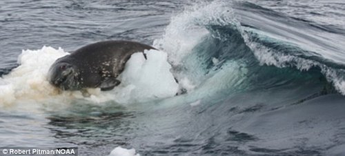 杀人鲸捕食猎物依靠战术 专家叹鲸鱼聪明智慧
