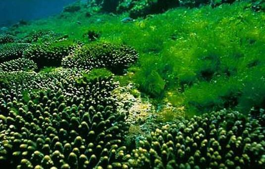 科学家发现能改变人思维的病毒