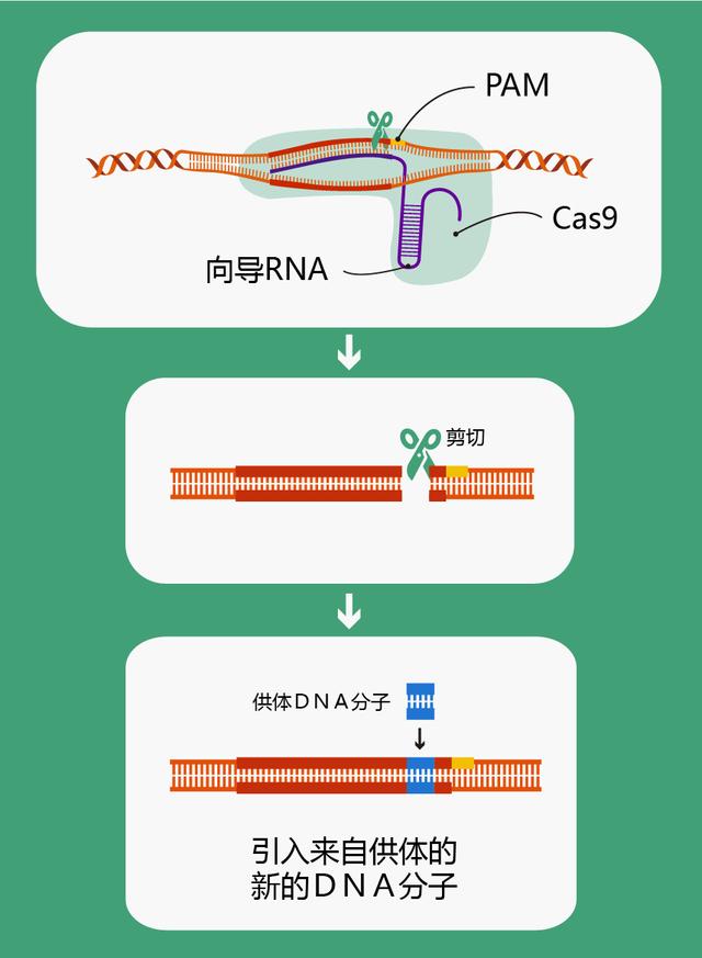 图3 crispr/cas9技术插入新基因原理图(绘图 肖媛)