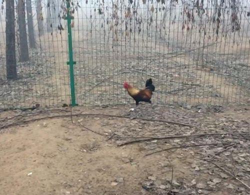 刘强东晒京东跑步鸡：每只鸡必须跑100万步 卖168