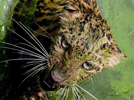 科学家首次证实非洲豹攻击噬食黑猩猩