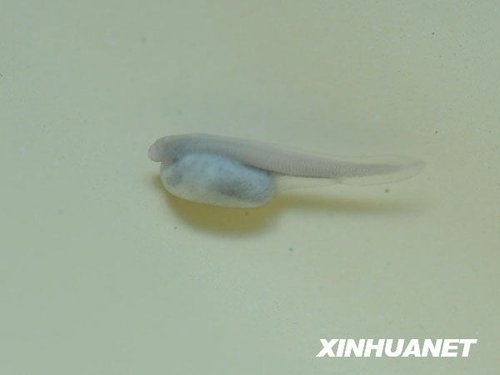 中华鲟全人工繁殖成功 再获受精卵10万粒(图)