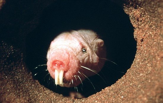 裸鼹鼠或隐藏帮助人类寿命达到200岁的秘密