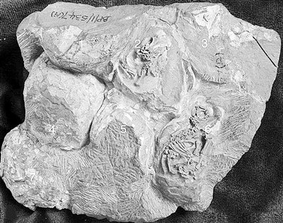 南非发现1.9亿年前早侏罗纪恐龙“幼儿园”