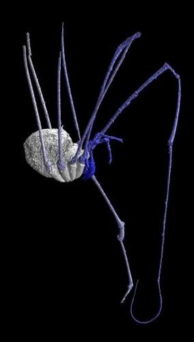 专家做远古盲蜘蛛3D模型 揭晓其神秘进化之谜_科技