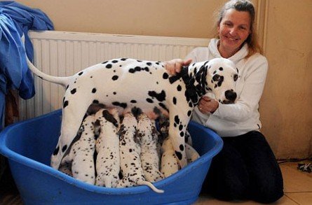 英家庭上演真实版101忠狗 主人变成狗保姆