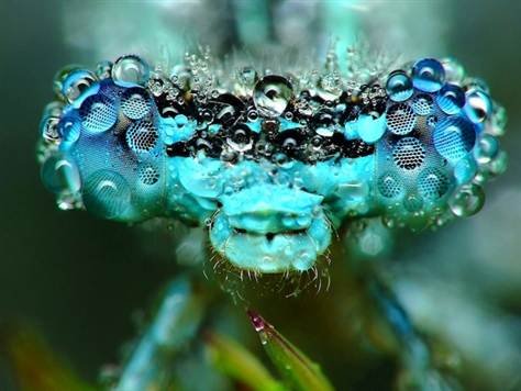 波兰业余摄影师拍昆虫近照 身体覆盖“钻石”_科技