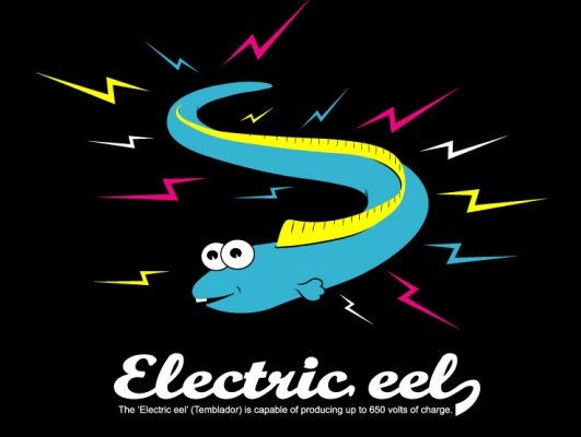 物电使用的大师-- 电鳗 !最高可击死一头牛_科技