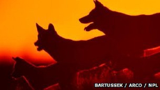 狗爱吃骨头源自遗传 生活环境迫使祖先进化