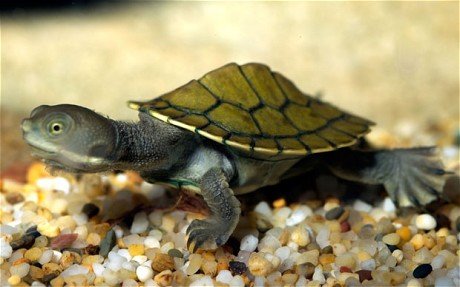 专家发现海龟存某种超能力交流 约好出壳时间_科技