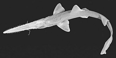 2011年发现的鲨鱼新种：嘴里长满牙齿的"细长条"锯鲨