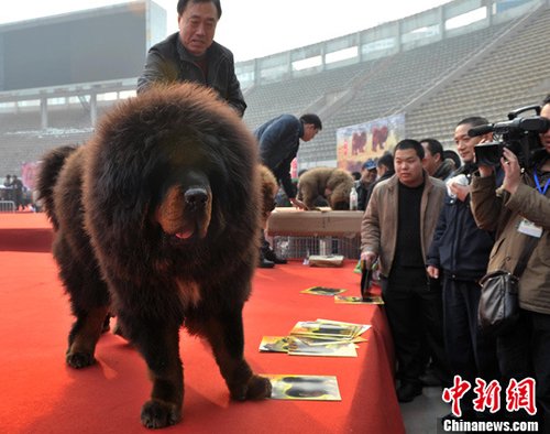 天价藏獒亮相河北 价值3000万元人民币(图)