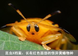 昆虫X档案:怪异黄蜂物种
